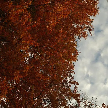 Peak - Baumhaus K1 Appartement *