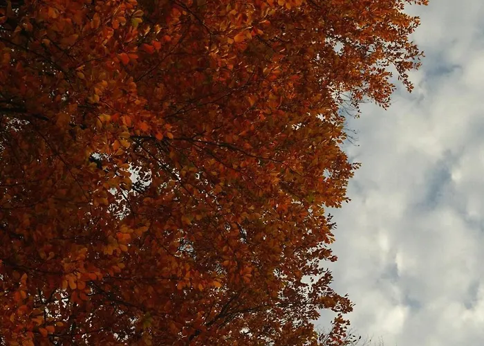 Peak - Baumhaus K1 Appartement *